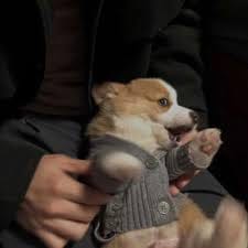 Nguyễn Thảo Nguyên avatar